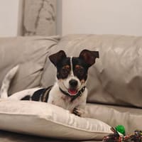 Mara sucht ein Zuhause, Hündin zur Adoption