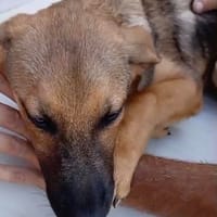 Tanja, Hündin zur Adoption