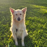 Tim auf Pflegestelle, Hund zur Adoption
