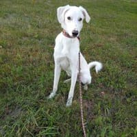 Zoran nun Odin 60 cm  (Pflegestelle), Hund zur Adoption
