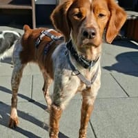 Clint, verspielt, offen, aufgeweckt, Hund zur Adoption