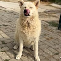 Ellie - verschmuste Hündin liebevolles Zuhause (auf PS), Hündin zur Adoption