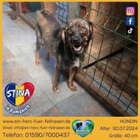 Stina, 40 cm suchen Sicherheit, Hündin zur Adoption