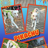 hübscher, lieber hübscher Pikachu auf PS in 91247, Hund zur Adoption