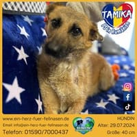 Tamika, vorsichtige, kleine Schönheit, Hündin zur Adoption