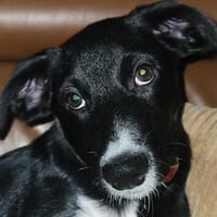 Liliana - liebevolles, erfahrenes Hundemädchen, Hündin zur Adoption