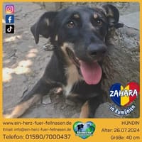 Zahara, sucht Liebe, Hündin zur Adoption