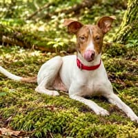 Deux, freundlich, verspielt, neugierig, Hund zur Adoption