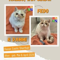 Fedo u. Dammi, Kater zur Adoption