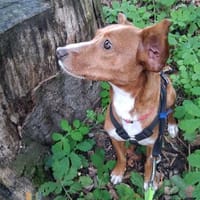 Pipo auf Pflegestelle, Hund zur Adoption