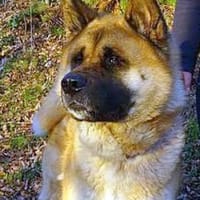 Akita-Inu sucht erfahrene Rasseliebhaber, Hund zur Adoption
