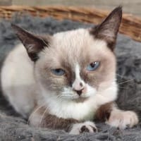 lieber Alan, Kater zur Adoption