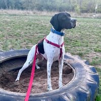 Mancha, aktiv, lernfreudig, sehr sozial, Hündin zur Adoption