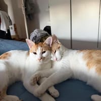 Copper & Monchi liebes  Dreamteam sucht Familie, Kater zur Adoption