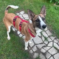Romo, aufgeweckt, neugierig, lernwillig, Hund zur Adoption