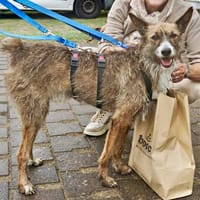 Nadia, verträglich, verschmust, freundlich, Hündin zur Adoption