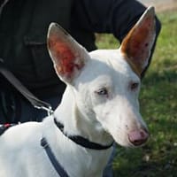 Bombon, verträglich, menschenbezogen, neugierig, Hund zur Adoption