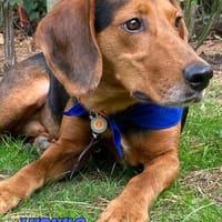 Ludwig - sanft, menschenbezogen, lernwillig, eher ruhig, Hund zur Adoption