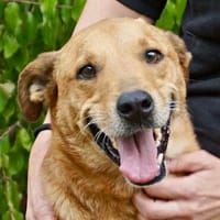 Huesos, menschenbezogen, neugierig, lernfreudig, Hund zur Adoption