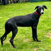 Bran, verspielt, agil, freundlich, Hund zur Adoption
