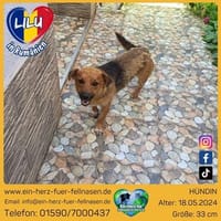Lilu hat ihren Menschen verloren, Hündin zur Adoption