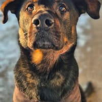 Loki, Hund zur Adoption