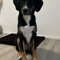Andina sucht Hundeerfahrene Menschen..., Hündin zur Adoption