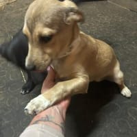 Kleine Hunde suchen ein Zuhause, Hündin zur Adoption