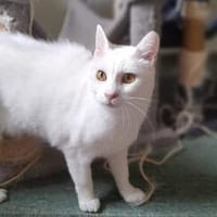Lili..., Katze zur Adoption