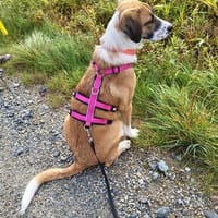 🐾 Effi sucht ihr Für-immer-Zuhause, Hündin zur Adoption