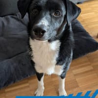 Leonardo - unfassbar sympathisch und clever, Hund zur Adoption