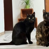 Bollicina & Bollina, Katze zur Adoption