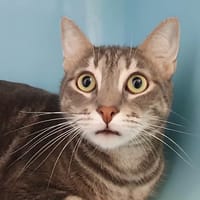 MIO CHA, chat à adopter