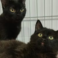 Ebene CAB6096, chat à adopter