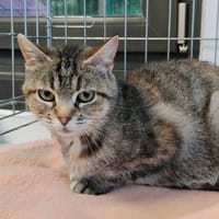 Muse CAB6368, chatte à adopter