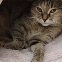 Pouffy CAB5959, chatte à adopter