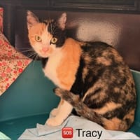 Tracy, chatte à adopter