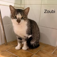 Zoubi, chat à adopter