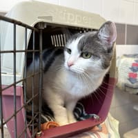 FELINE, chatte à adopter