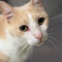 FROUSSARD, chat à adopter