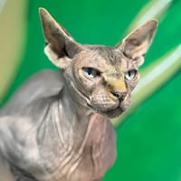 USIRIS, chat à adopter