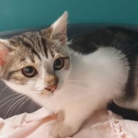 SOFIA CHA, chatte à adopter
