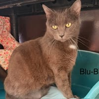 Blu-blu, chatte à adopter