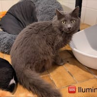 Ilumina, chat à adopter