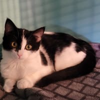 ZEPHYRA, chatte à adopter