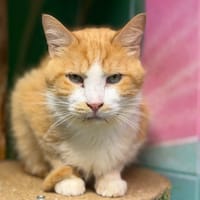 LOULOU, chat à adopter
