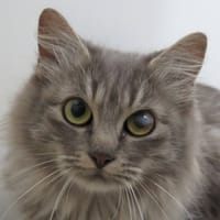 HESTIA, chatte à adopter