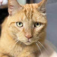 ARTHURO, chat à adopter