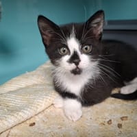 OREO, chat à adopter