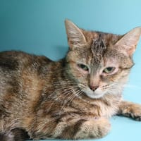 CHARLOTTE HAB17771, chatte à adopter